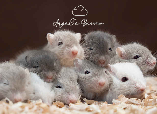 Beautiful, Healthy, Ethically-Bred Gerbils for Sale in Small Animals for Rehoming in Regina