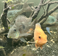 Fish for rehoming .  Frontosa, Geophagus, plecos, Midas