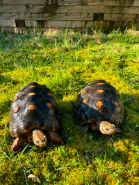 Two adult redfoot tortoise - $ 800 each