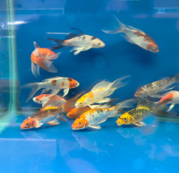 butterfly koi fish for sale at TT PETS