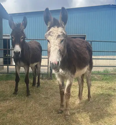 Standard Donkey Pair , View more