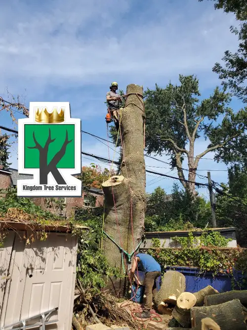 FREE ESTIMATES 647 779 4560 With 10+ years of experience, Kingdom Tree Services offers expert tree c...