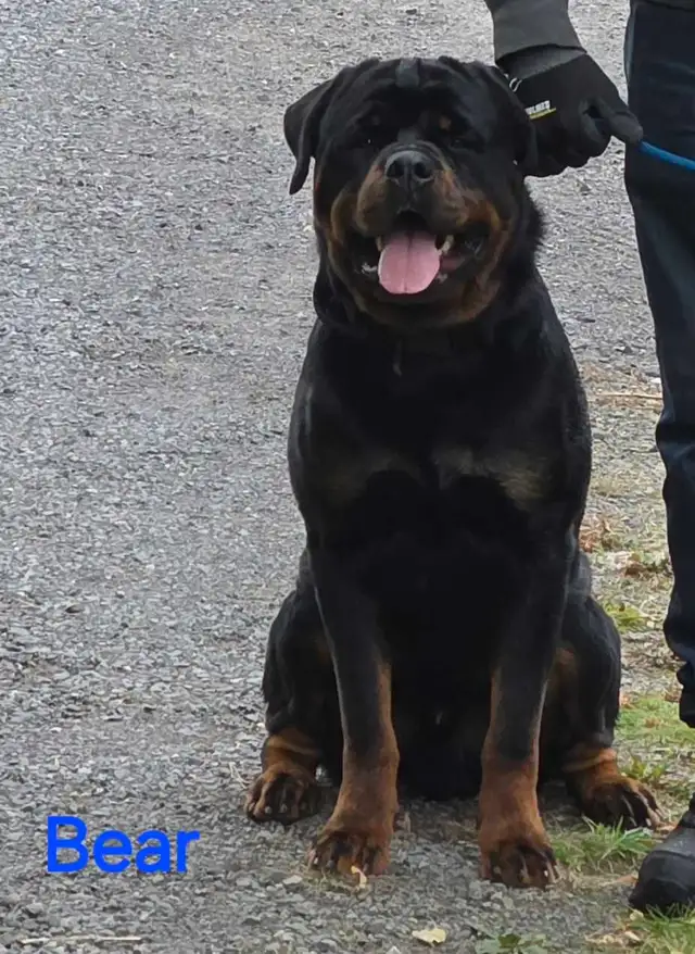 Rottweiler Puppies | Dogs & Puppies for Rehoming | Ottawa | Free local ...