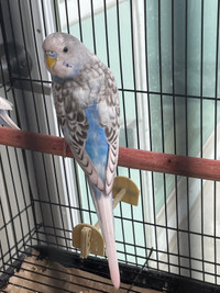 Baby budgie for sale