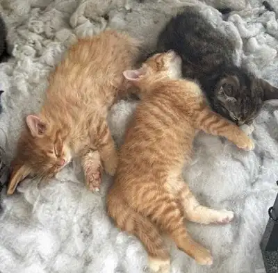 Maine coon cross kittens!!, View more