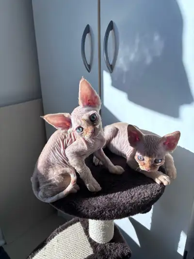 Devon Rex Kittens – Now Open for Reservation *CFA&TICA certified cattery* —VISIT IS OPEN NOW— Contac...