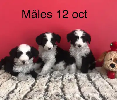 sheepadoodle, View more