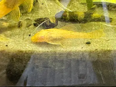 Albino Bristlenose Pleco , View more