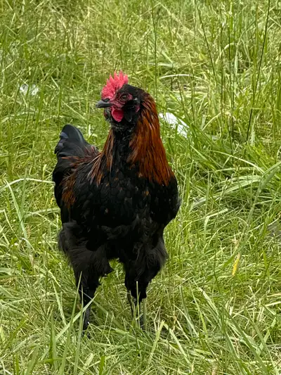 2 lovely BCM roosters available for their own flock of ladies!