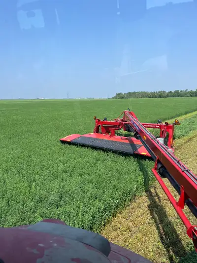 Alfalfa hay 3x3 square bales, View more