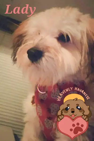 Last dog to rehome - Havanese Purebred, View more