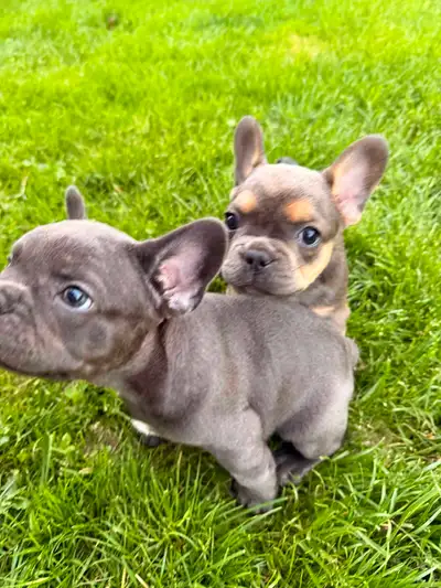 Blue French bulldog puppies, View more