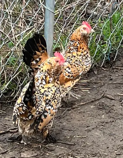Breeding Trio of Mille Fleur D’Uccles, View more