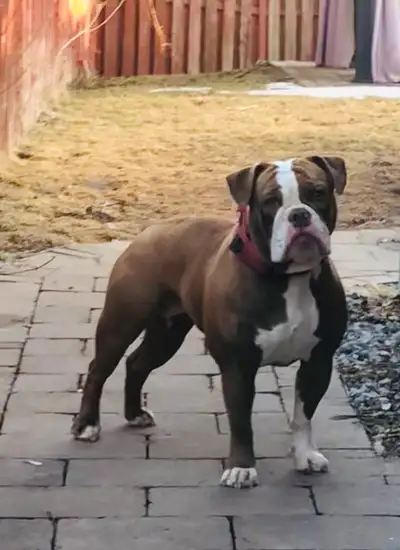 Puppies Olde English Bulldogge, View more