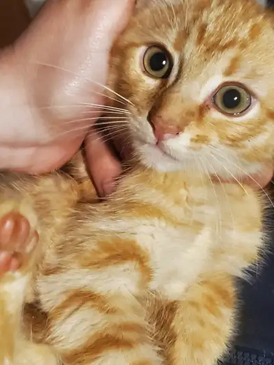Siamese tabby male kittens ready now!, View more