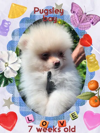 Pomeranian puppies not ready to until July 10th, View more