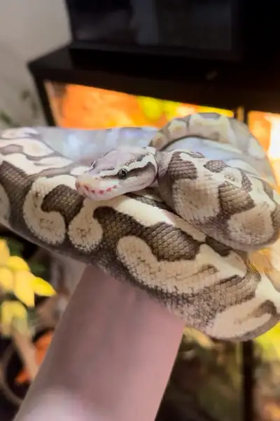 Ball python + enclosure, View more