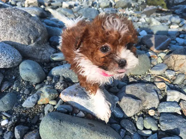 Tiny Teddys | Teddy Bear Puppy • Zuchon Shichon Shih-Tzu Bichon in Dogs & Puppies for Rehoming in North Shore - Image 11