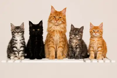 *Magnificent* Maine Coon Cross Kittens! Adorable & Ready Now!, View more