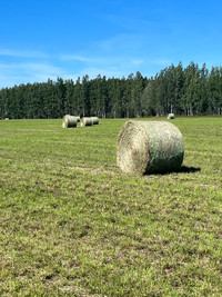 Cattle Hay for sale | Other | Grande Prairie | Kijiji