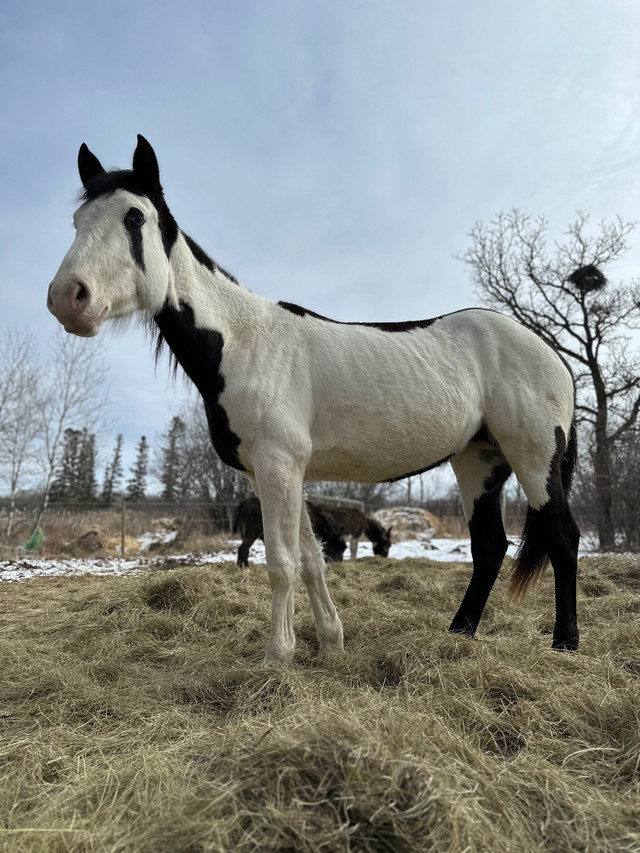 Started Paint Mare in Horses & Ponies for Rehoming in Winnipeg