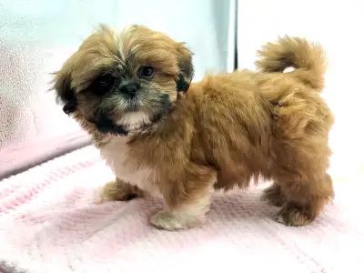 Purebred SHIH TZU PUPPIES!!, View more