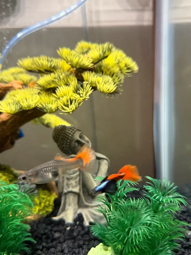 dumpo ear guppy for sale  in Livestock in City of Toronto - Image 3