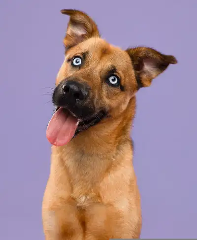 Biscuit - Shep/Husky Mastiff mix , View more