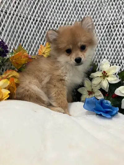 pomsky pups, View more