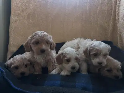 F1B Maltipoo Companions — Due Late November / Early December, View more