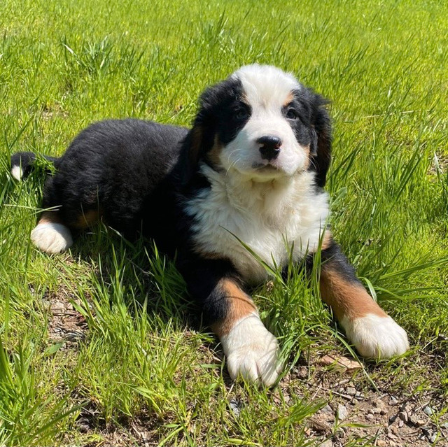 CKC Bernese Mountain Dog Male Puppies | Dogs & Puppies for Rehoming ...