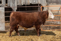 Yearling Hereford Bull For Sale