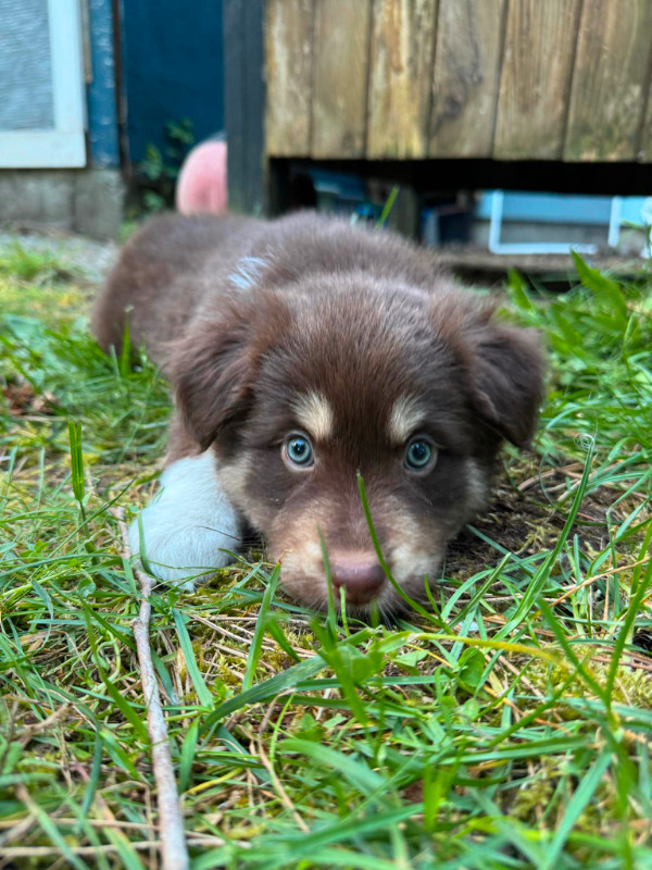 Beautiful Australian Shepherd Puppies for Sale in Dogs & Puppies for Rehoming in Delta/Surrey/Langley