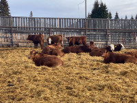 Open replacement heifers