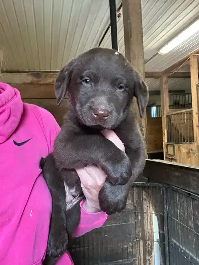 Chiot labrador brun à adopter, View more