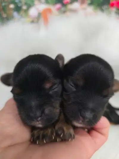 YORKSHIRE TERRIER PUPPIES ( FEMALE TRADITIONAL YORKIES), View more