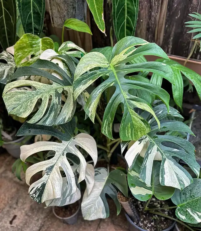 Promo on rooted wetstick monstera variegata in Plants, Fertilizer & Soil in City of Toronto - Image 11
