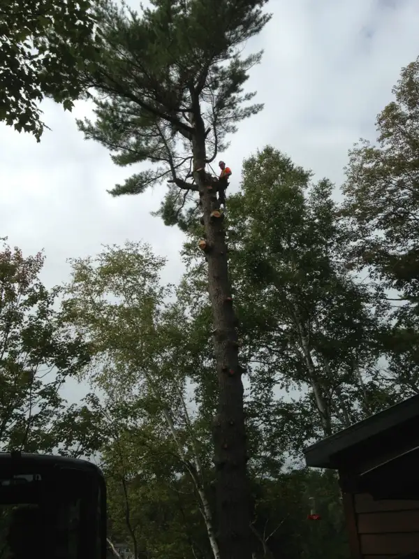 $SPECIALS$ DISCOUNTS FREE QUOTES FULLY INSURED AtoZ VIKING TREE in Lawn, Tree Maintenance & Eavestrough in Kingston - Image 8