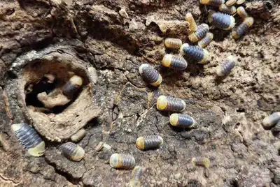 Rubber Ducky Isopods , View more