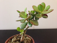 (#9) JADE Plant Ceramic Pot healthy growth home decor 27cm x 14c