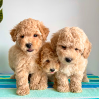 Gorgeous toy poodle cross bichon