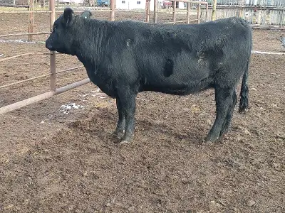 7 bred heifers for sale. They were bred by low birth weight Angus bull from July 6 to September 9 an...