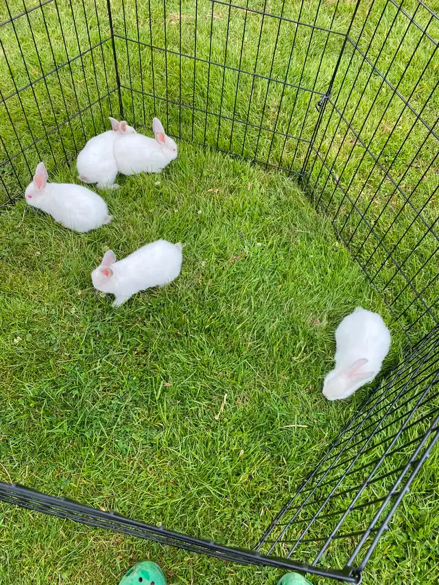 Baby Rex/Californian Rabbits in Small Animals for Rehoming in Moncton - Image 6
