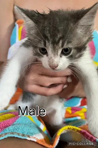 Kittens for sale!, View more
