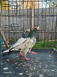 Pakistani pigeon