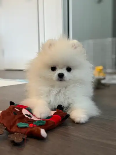 *TINY* Pomeranians from Korea! Teddy bear face / teacup, View more