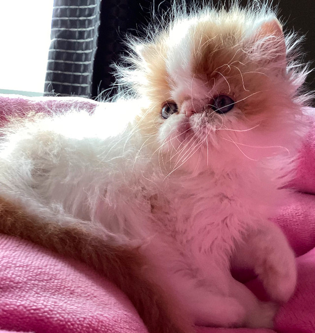 Registered  show quality Persian kittens  SIMPLY THE BEST in Cats & Kittens for Rehoming in Calgary - Image 2