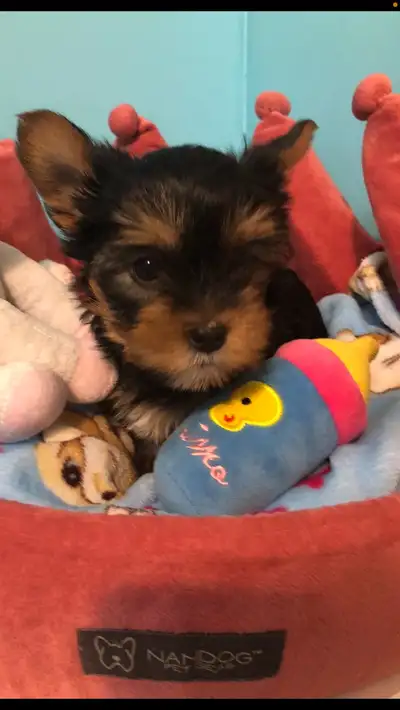 Yorkshire Terrier Pups Purebred RTG $2500, View more