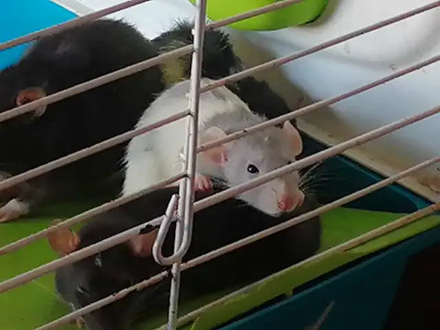 rat bumbos 50$ 2 pour 90$ in Small Animals for Rehoming in Victoriaville - Image 3