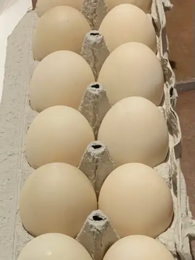 Pekin Duck Hatching Eggs!, View more